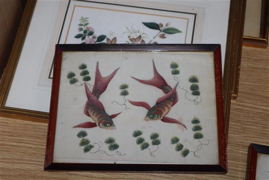 Five Chinese pith paintings, four of birds and two of fish